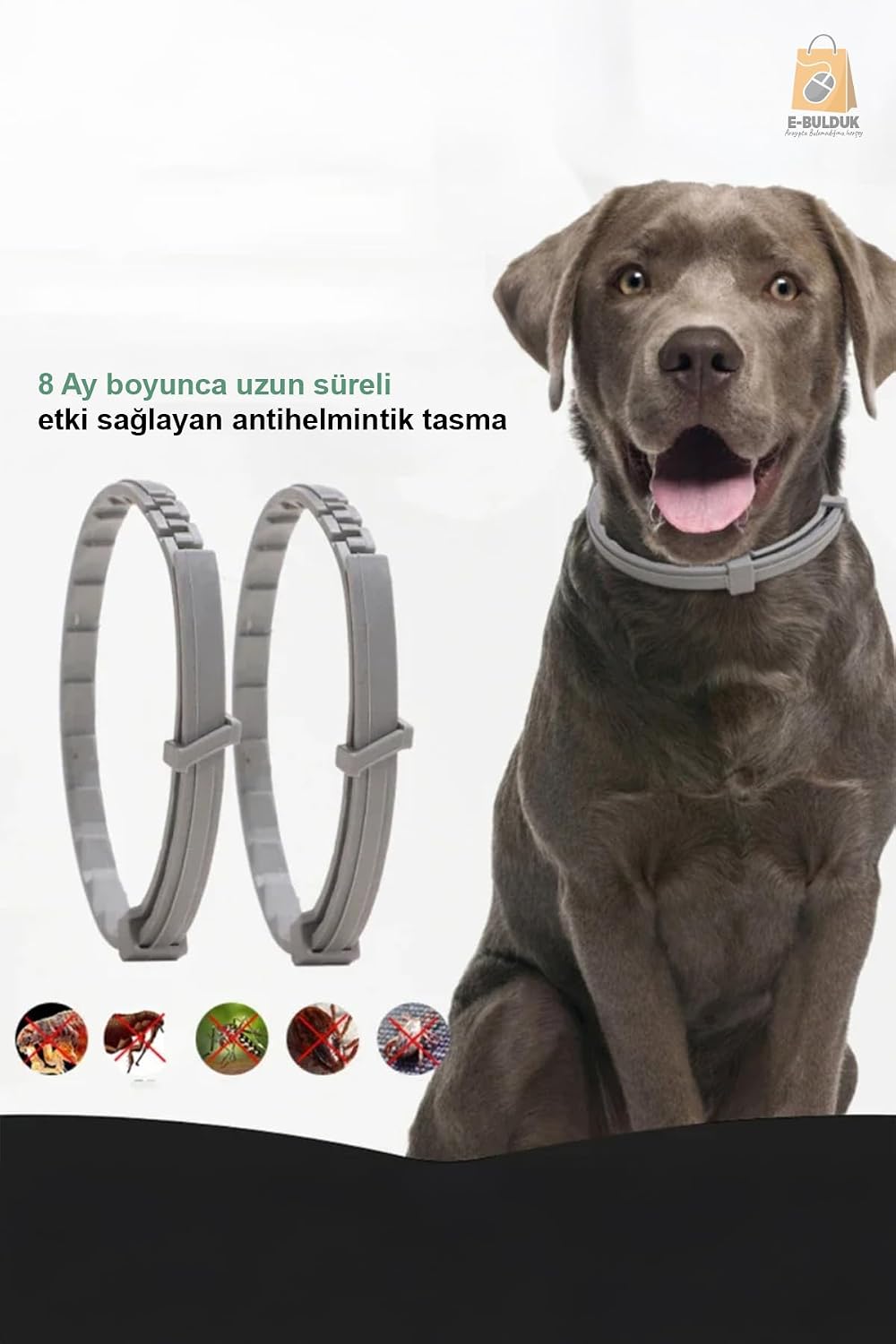 Köpek  Anti Pire Tasması Pire Önleyici