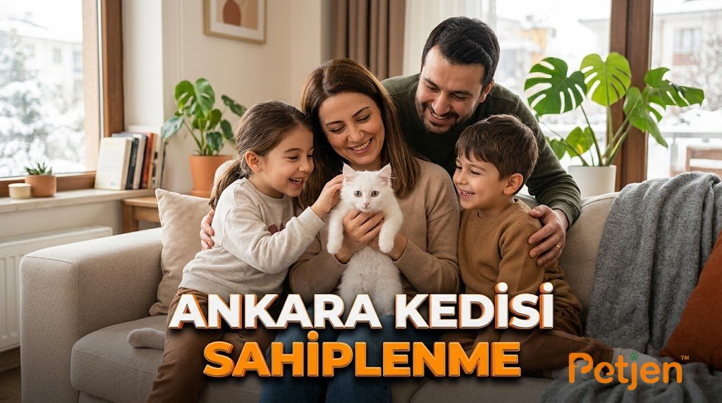 ankara kedisi bakım maliyetleri.jpeg ankara kedisi bakım maliyetleri.jpeg