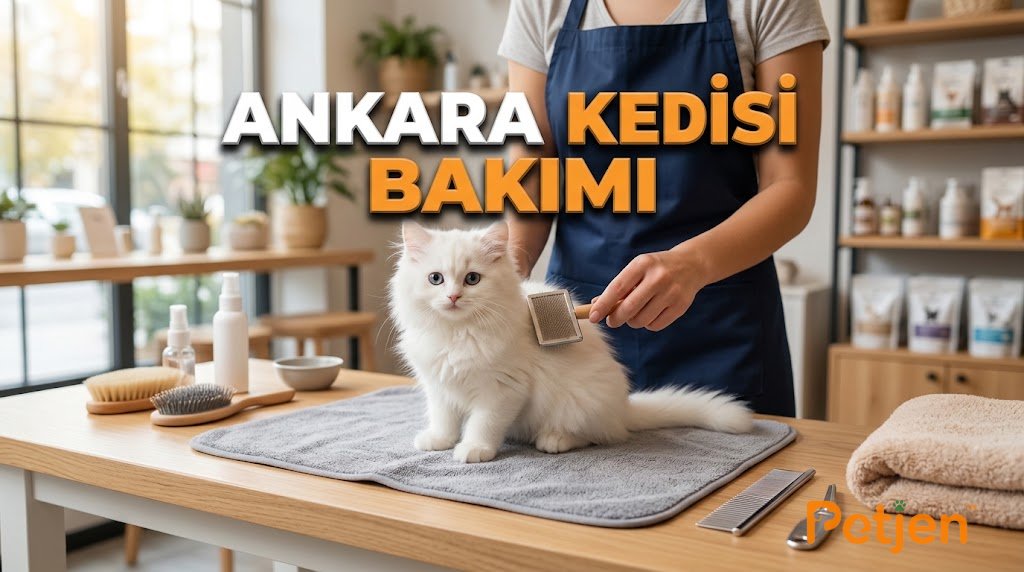 ankara kedisi bakımı.jpeg ankara kedisi bakımı.jpeg