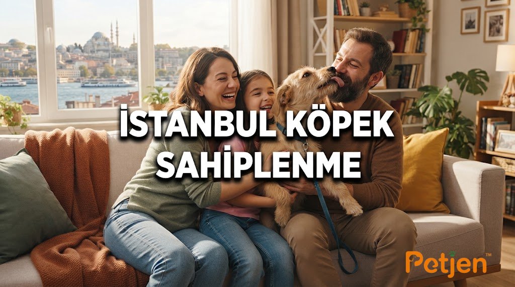 İstanbul'da Yaşayanları İçin Köpek Sahiplenme Kriterleri İstanbul'da Yaşayanları İçin Köpek Sahiplenme Kriterleri