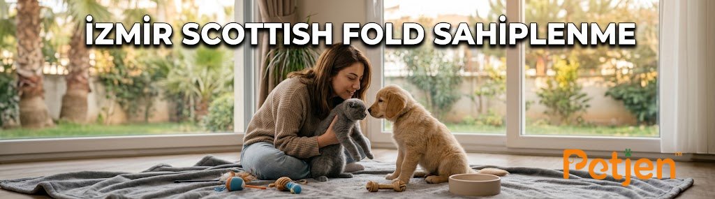 İzmir Scottish Fold Sahiplenme İlan Analizi ve Bakım İzmir Scottish Fold Sahiplenme İlan Analizi ve Bakım