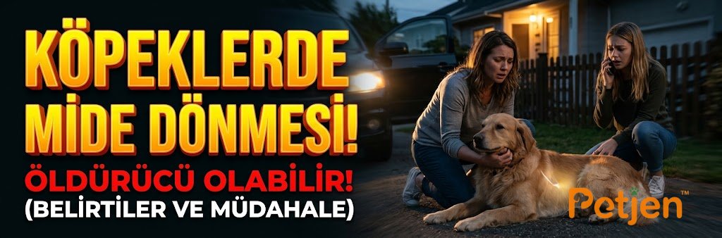 Köpeklerde Mide Torsiyonu (Bloat): Acil Belirtiler ve GDV