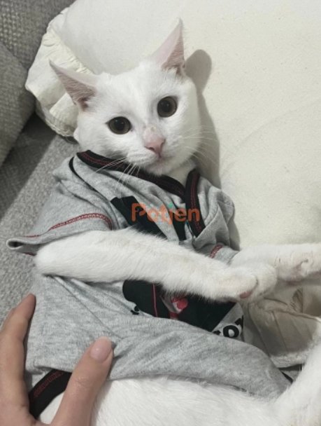 Ankara Kedisi (Turkish Angora) - Ankara Kedisi