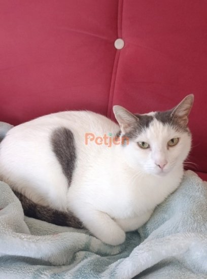 Bengal Kedisi - Çok sakin uysal bir kedi