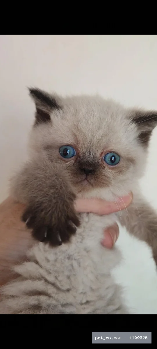 Birman Kedisi - Sevimli Birman Yavrumız Sahibini Arıyor - Fotoğraf 3