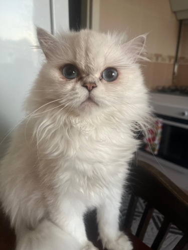 British Longhair - Güzel Ailesini Arıyor