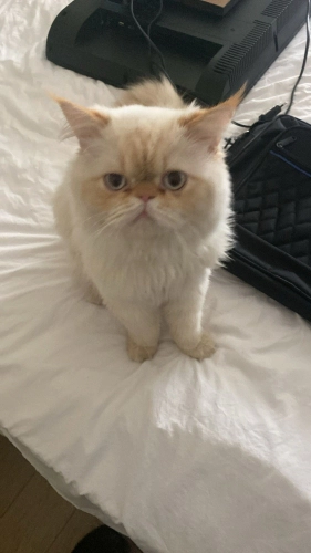 British Longhair - Sütlü kadayıf denemek ister misiniz