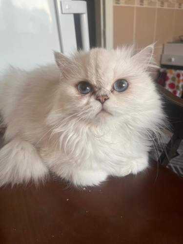 British Longhair - Güzel Ailesini Arıyor - Fotoğraf 3