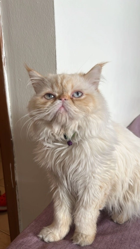 British Longhair - Sütlü kadayıf denemek ister misiniz - Fotoğraf 3