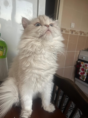 British Longhair - Güzel Ailesini Arıyor - Fotoğraf 4