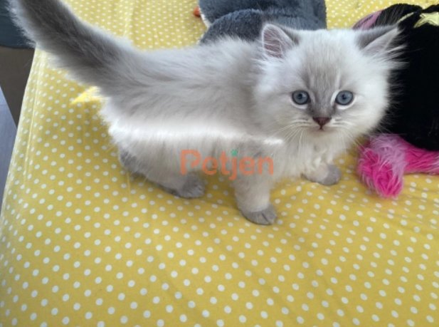 British Longhair - Jashua ömürlük yuva arıyor