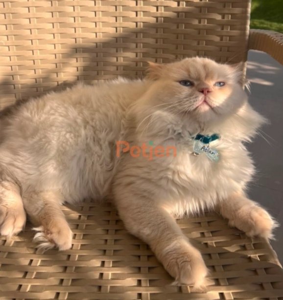 British Longhair - uysal sakin uyumlu