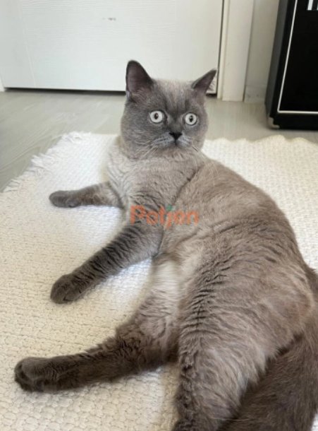 British Shorthair - Ömürlük Acil Yuva Aranıyor