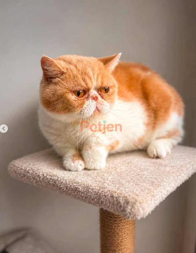 British Shorthair - Exotic Shorthair • 1 yaşında • Dişi • Kısır