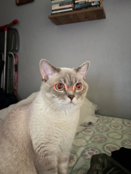 British Shorthair - Yakışıklı Genç Erkek