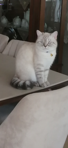 British Shorthair - Sakin Asil kızıma yuva arıyoruz