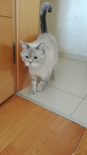British Shorthair - 🐾 Yuva Arayan Yakışıklı Oğlan