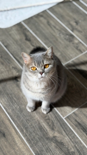 British Shorthair - Badem’e Zaman Ayırabilecek Bir Aile Arıyoruz
