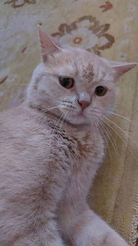 British Shorthair - İnsana çok yakın sevimli,uysal.