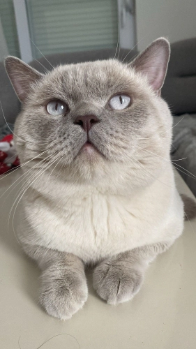British Shorthair - Acil yuva pamuk çocuğa