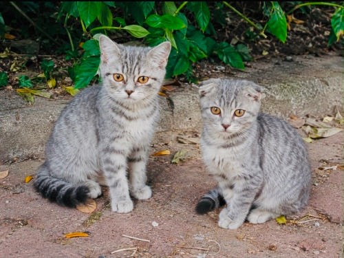 British Shorthair - Kardeşler yuva arıyor