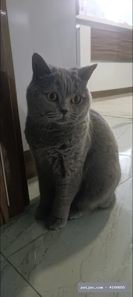 British Shorthair - Kedim Hera için sevgi dolu, güvenilir ve kalıcı bir yuva arıyorum.