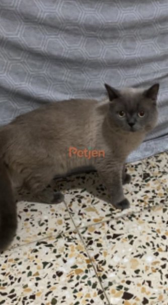 British Shorthair - Ömürlük Acil Yuva Aranıyor - Fotoğraf 2