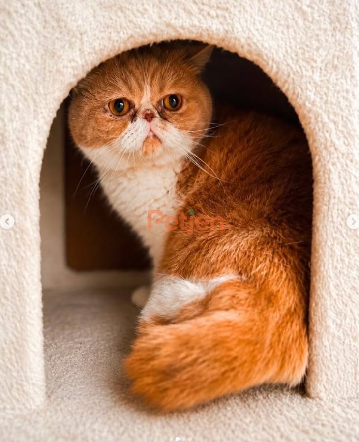British Shorthair - Exotic Shorthair • 1 yaşında • Dişi • Kısır - Fotoğraf 2
