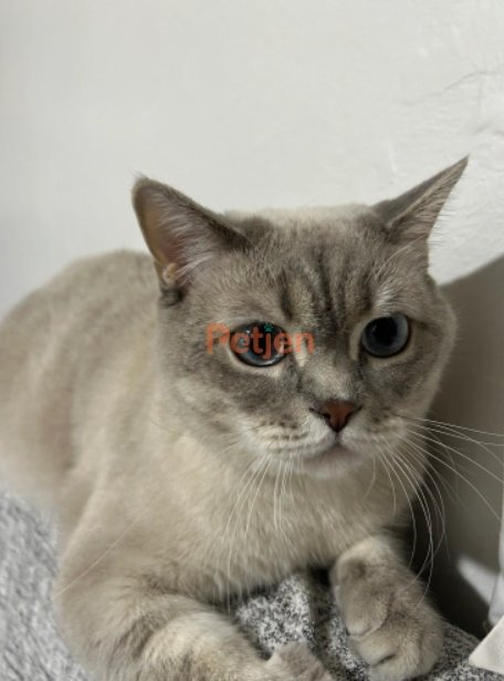 British Shorthair - Yakışıklı Genç Erkek - Fotoğraf 2