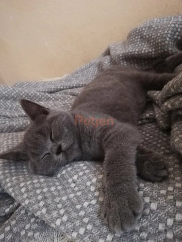 British Shorthair - Kedimi sahiplendirmek istiyorum - Fotoğraf 2