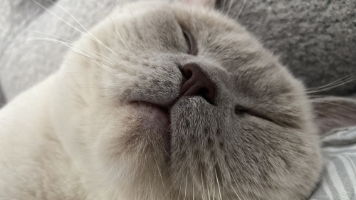 British Shorthair - Acil yuva pamuk çocuğa - Fotoğraf 2