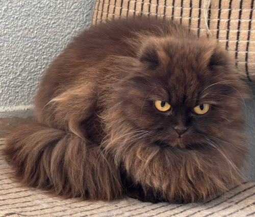 British Shorthair - Gerçekten bakacak birilerine - Fotoğraf 2