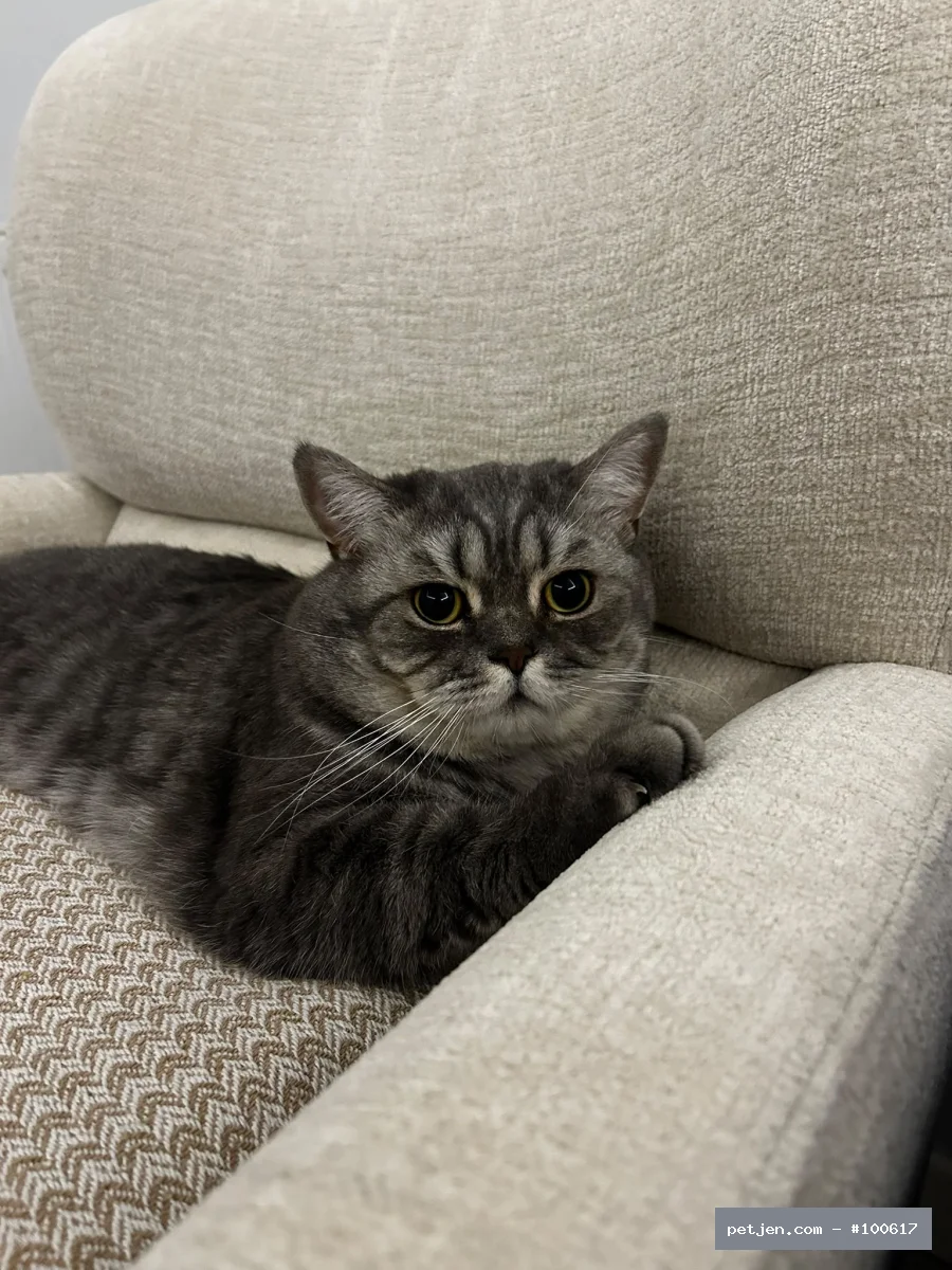 British Shorthair - İki yaşında kısır uysal bir kedi sahibi alerjisi çıktığı için sahiplendirmek istiyo - Fotoğraf 2