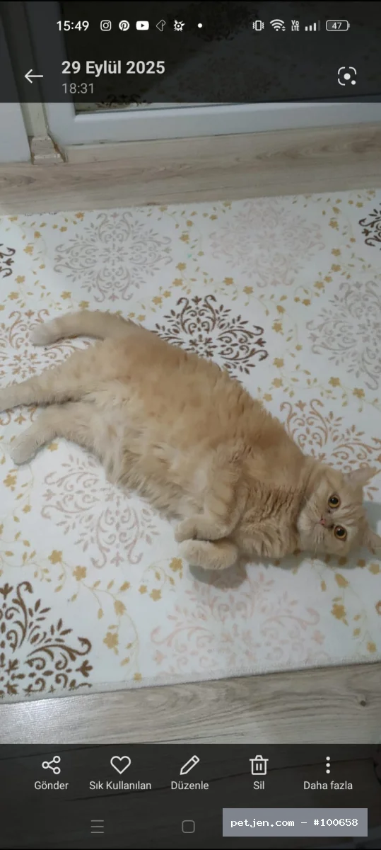 British Shorthair - Mars - Fotoğraf 2