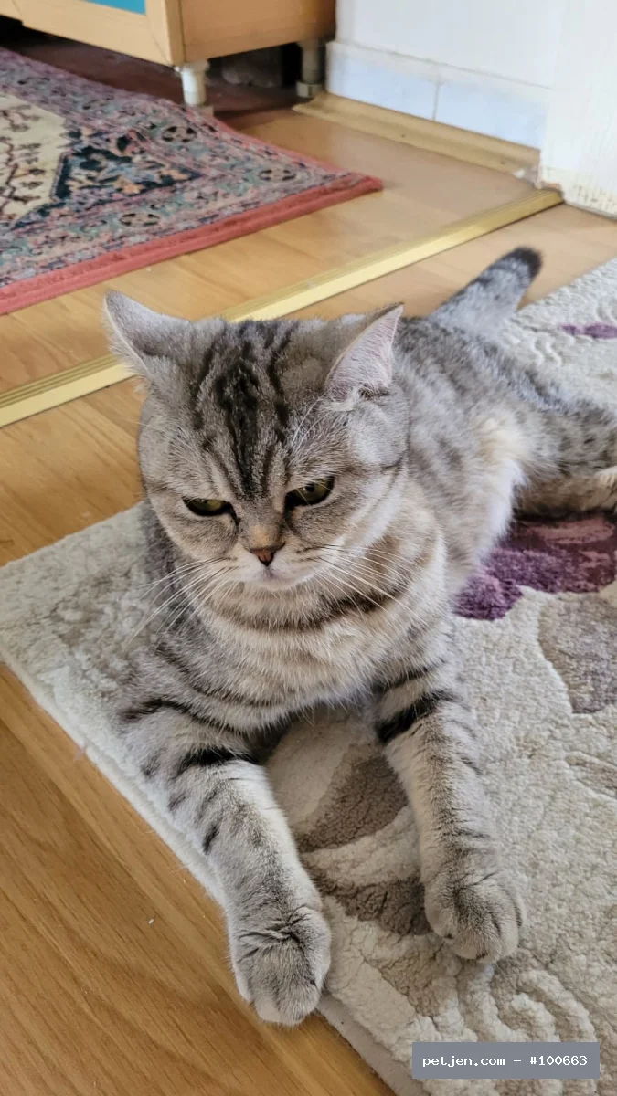 British Shorthair - 19 Aylık Güzel Kızımız Lina'ya Ömürlük Yuva Arıyoruz - Fotoğraf 2