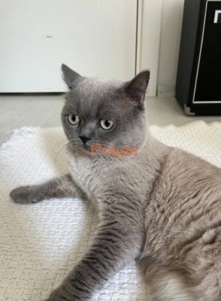 British Shorthair - Ömürlük Acil Yuva Aranıyor - Fotoğraf 3