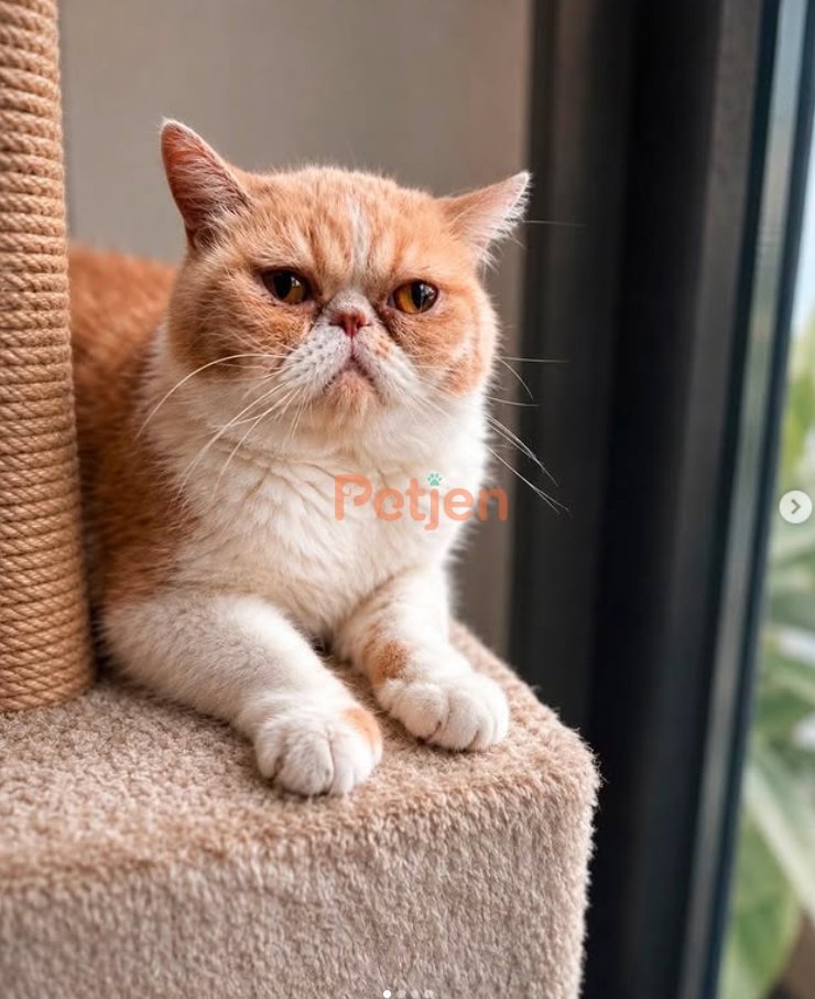 British Shorthair - Exotic Shorthair • 1 yaşında • Dişi • Kısır - Fotoğraf 3