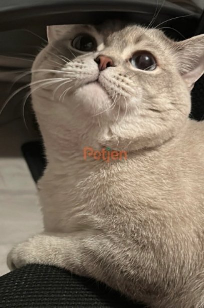 British Shorthair - Yakışıklı Genç Erkek - Fotoğraf 3