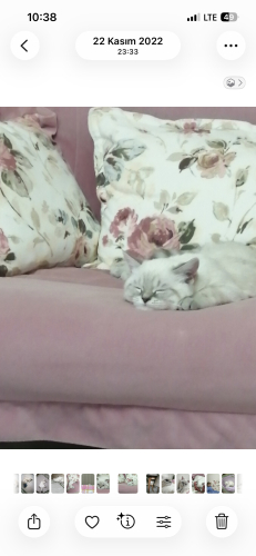 British Shorthair - Sakin Asil kızıma yuva arıyoruz - Fotoğraf 3