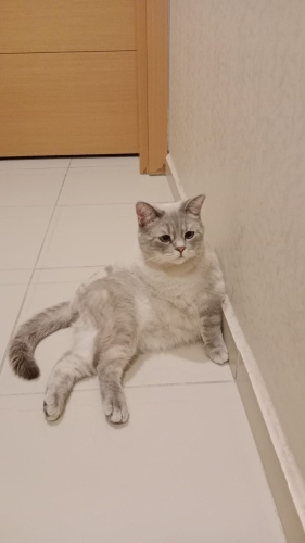 British Shorthair - 🐾 Yuva Arayan Yakışıklı Oğlan - Fotoğraf 3