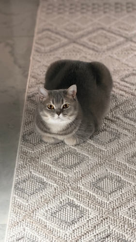 British Shorthair - Badem’e Zaman Ayırabilecek Bir Aile Arıyoruz - Fotoğraf 3