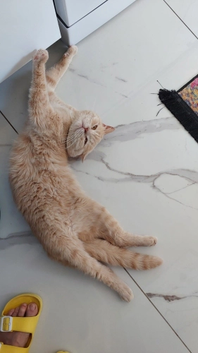 British Shorthair - İnsana çok yakın sevimli,uysal. - Fotoğraf 3