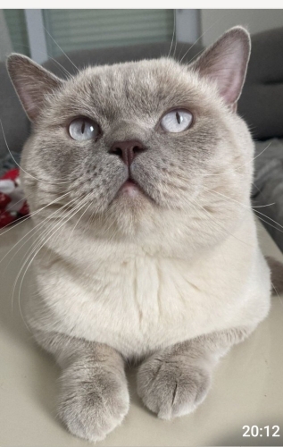 British Shorthair - Acil yuva pamuk çocuğa - Fotoğraf 3