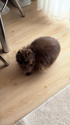 British Shorthair - Gerçekten bakacak birilerine - Fotoğraf 3
