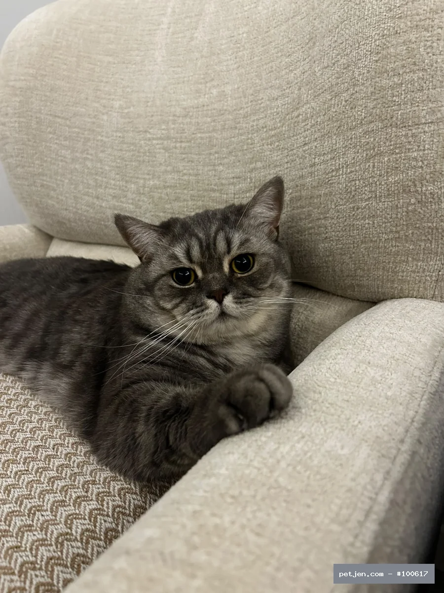 British Shorthair - İki yaşında kısır uysal bir kedi sahibi alerjisi çıktığı için sahiplendirmek istiyo - Fotoğraf 3