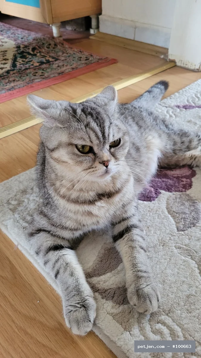 British Shorthair - 19 Aylık Güzel Kızımız Lina'ya Ömürlük Yuva Arıyoruz - Fotoğraf 3