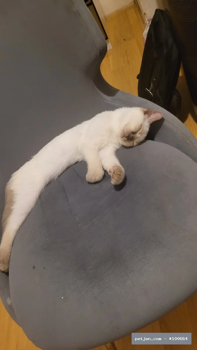 British Shorthair - 7 Aylık Tatlı Kızımız Pamuk'a Ömürlük Yuva Arıyoruz ❤️ - Fotoğraf 3