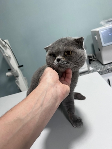 British Shorthair - Sakin Asil kızıma yuva arıyoruz - Fotoğraf 4