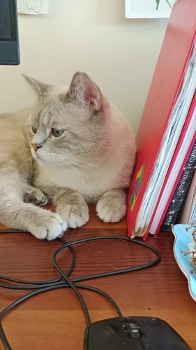British Shorthair - 🐾 Yuva Arayan Yakışıklı Oğlan - Fotoğraf 4