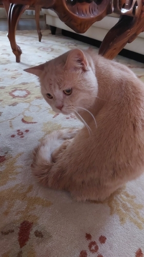 British Shorthair - İnsana çok yakın sevimli,uysal. - Fotoğraf 4